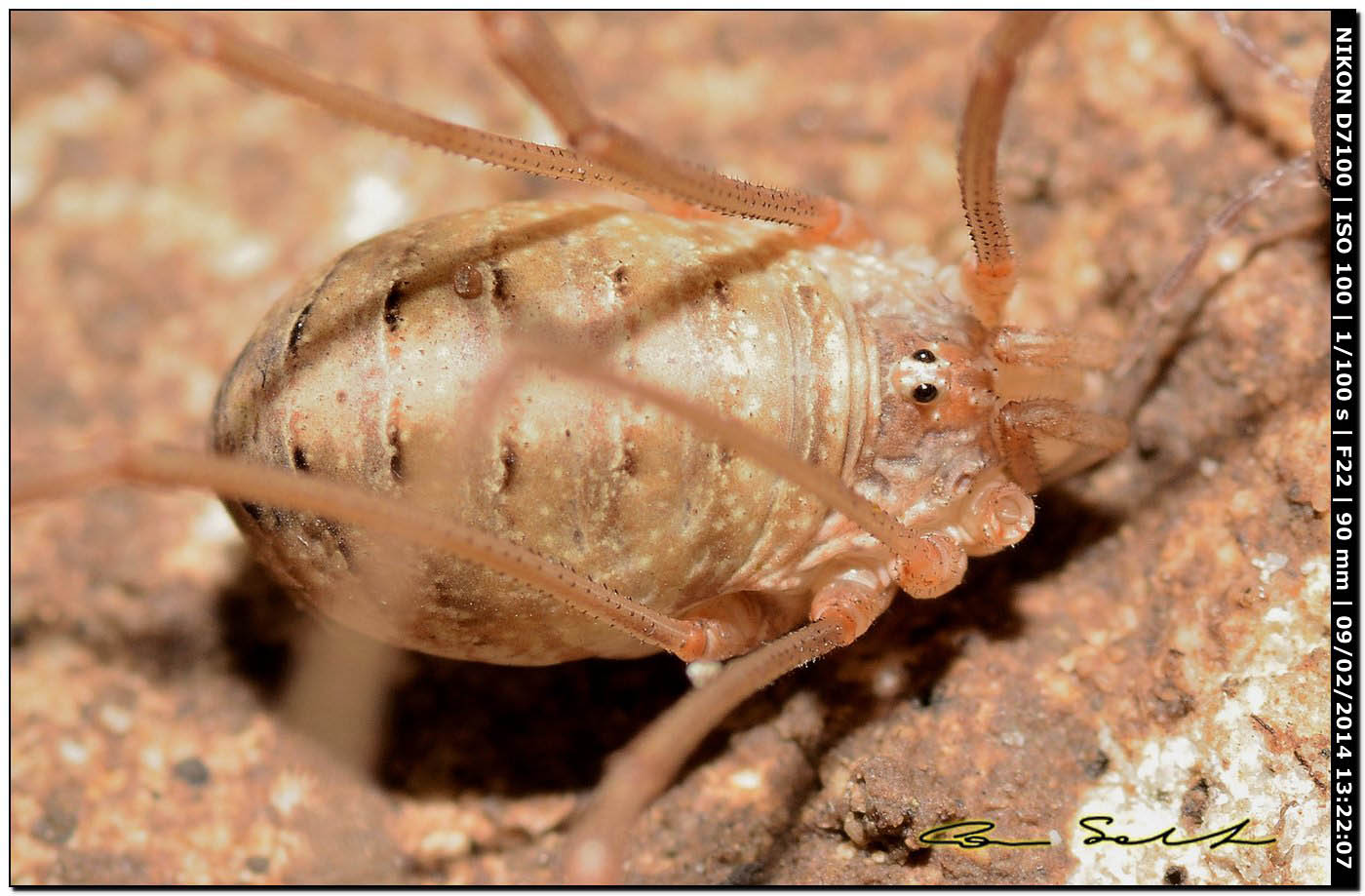 Opilio canestrinii (albino)